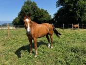 À vendre cheval de loisirs de 11 ans