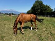 À vendre cheval de loisirs de 11 ans