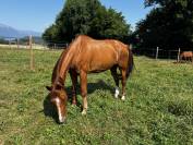 À vendre cheval de loisirs de 11 ans