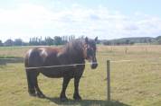 cheval de trait Bretonne