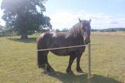 cheval de trait Bretonne