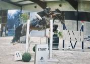 &Agrave; VENDRE &mdash; Ponette D d&rsquo;exception pour le sport 