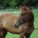 Hongre de 3 ans par Pegase Van’t Ruytershof