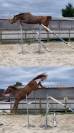 Hongre de 3 ans par Pegase Van’t Ruytershof
