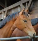 Pouliche par Pegase Van’t Ruytershof