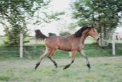 Pouliche par Pegase Van’t Ruytershof