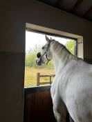 DEMI PENSION CHEVAL SF 