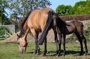 Foal Connemara Part bred