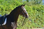 Magnifique Hanovrienne 11 ans
