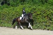 Magnifique Hanovrienne 11 ans