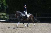 Magnifique Hanovrienne 11 ans