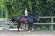 Magnifique Hanovrienne 11 ans