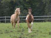 Poulain male pie Impérial D'aurice x Arktos