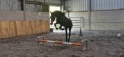 Poneys et chevaux de notre élevage 
