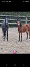 Poneys et chevaux de notre élevage 