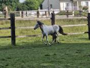 Poneys et chevaux de notre élevage 