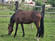 Poneys et chevaux de notre élevage 
