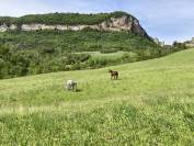 Pension paddock et pré
