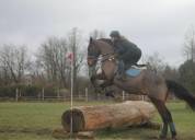 Pur Sang - Hongre - 11ans 