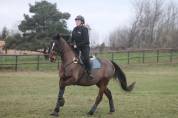 Pur Sang - Hongre - 11ans 
