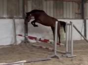 Jument 4ans selle irlandaise cso 