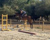 Jument 4ans selle irlandaise cso 
