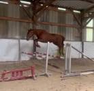 Jument 4ans selle irlandaise cso