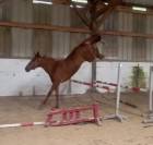 2 juments de 4ans cso