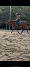 2 juments de 4ans cso