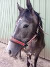 Anglo arabe jument 2 ans