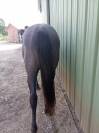 Anglo arabe jument 2 ans