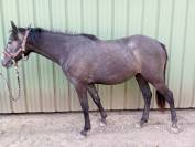Anglo arabe jument 2 ans