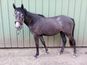 Anglo arabe jument 2 ans