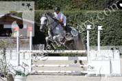 Cheval Selle Français – 8 ans par Andiamo Semilly