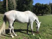 Cheval Selle Français – 8 ans par Andiamo Semilly
