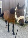 Cheval