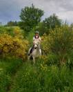 Poney de sport/famille 