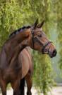 Yegua sBs Caballo de Deporte Belga En venta 2020 Bocifuego