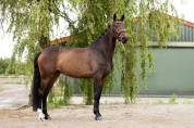 Yegua sBs Caballo de Deporte Belga En venta 2020 Bocifuego