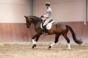 Yegua sBs Caballo de Deporte Belga En venta 2020 Bocifuego