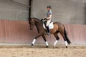 Yegua sBs Caballo de Deporte Belga En venta 2020 Bocifuego