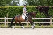 Yegua sBs Caballo de Deporte Belga En venta 2020 Bocifuego