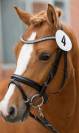 Pony da dressage 