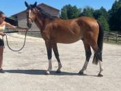 Gelding Selle Français For sale 2022 Bay