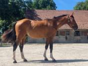 Gelding Selle Français For sale 2022 Bay