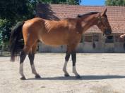 Gelding Selle Français For sale 2022 Bay