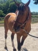 Gelding Selle Français For sale 2022 Bay