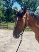 Gelding Selle Français For sale 2022 Bay