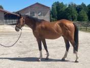 Gelding Selle Français For sale 2022 Bay