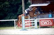 Hongre de 11 ans 